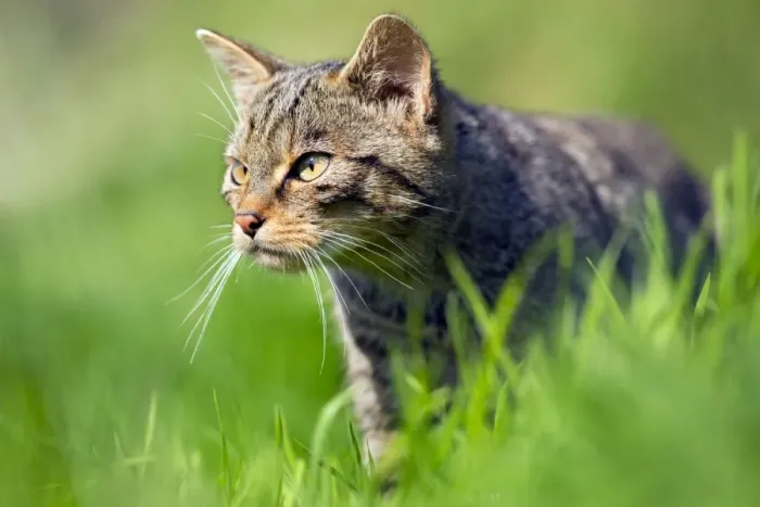 Framed Print : Wild Cat - UK Framed Print : Wild Cat - UK