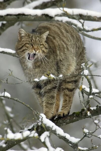 Wild Cat - Yawning and stretching in tree. Winter