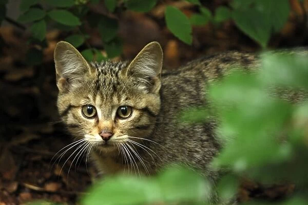 Wild Cat - young one - Germany