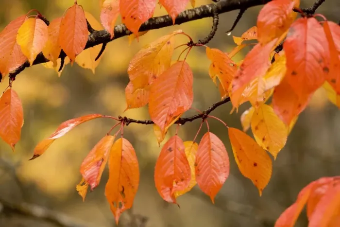 Framed Print : Wild cherry, or gean; autumn colour Framed Print : Wild cherry, or gean; autumn colour