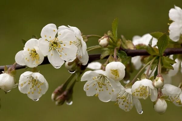 Wild cherry (Prunus avium) in flower, after rain. England