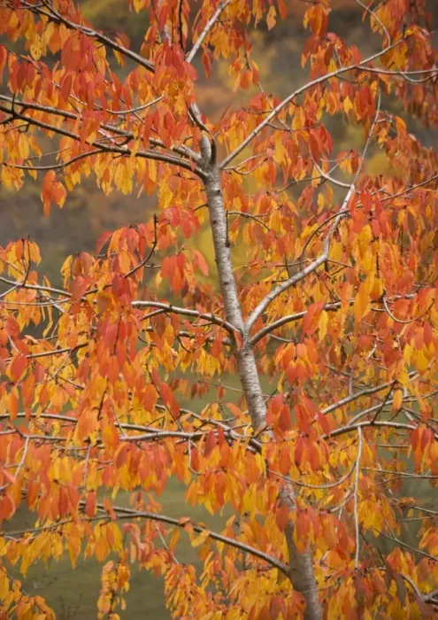 Framed Print : Wild cherry with striking autumn colour Framed Print : Wild cherry with striking autumn colour