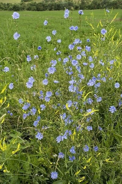 Wild Chicory (Cichorium intybus) in flower. Opens in morning only. Romania