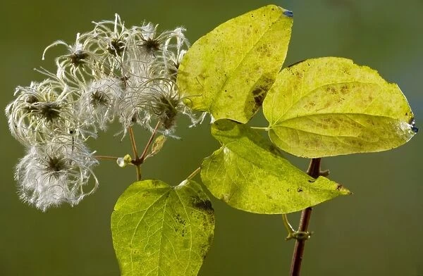 Wild Clematis or Old Man's Beard Clematis vitalba in autumn, showing fruit and leaves. Dorset