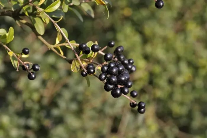 Framed Print : Wild / Common / European Privet - fruit. Alsace - France Framed Print : Wild / Common / European Privet - fruit. Alsace - France
