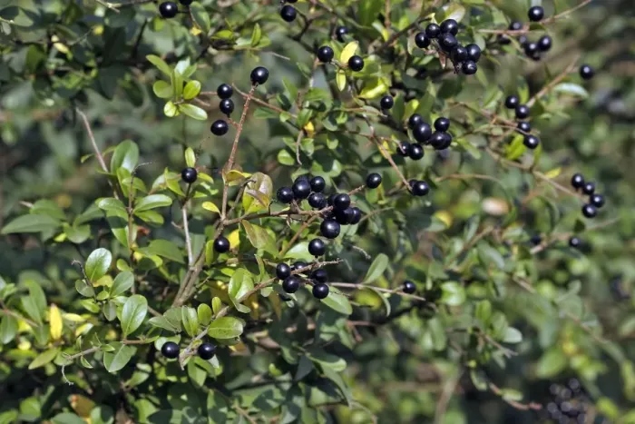 Framed Print : Wild / Common / European Privet - fruit. Alsace - France Framed Print : Wild / Common / European Privet - fruit. Alsace - France
