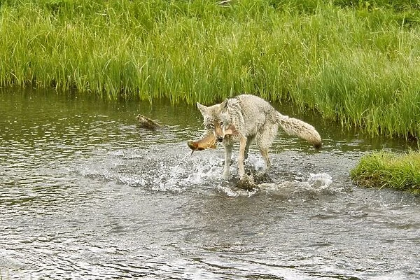 Wild Coyote - catching cutthroat trout in small