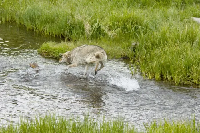 Framed Print : Wild Coyote - chasing (trying to catch) spawning cutthroat trout. Western USA. BAX6142 Framed Print : Wild Coyote - chasing (trying to catch) spawning cutthroat trout. Western USA. BAX6142