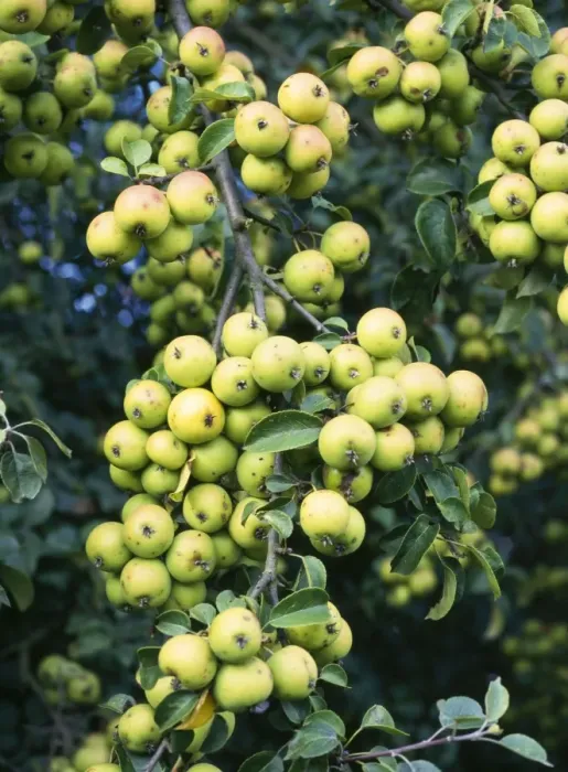 Framed Print : Wild Crab Apples - in hedge Northants Framed Print : Wild Crab Apples - in hedge Northants