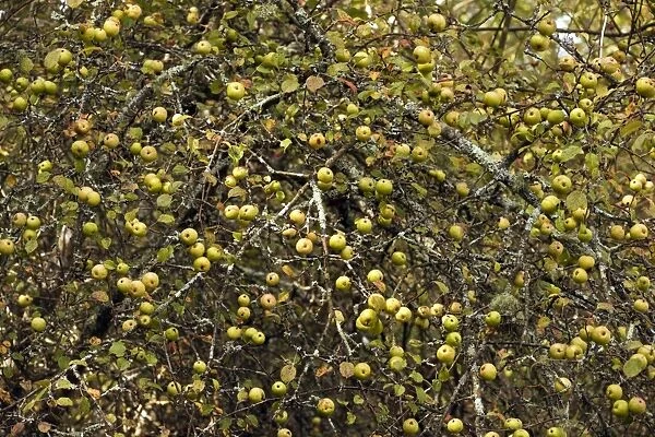 Wild Crab Apples - in masses on tree - New Forest in autyumn - Hampshire