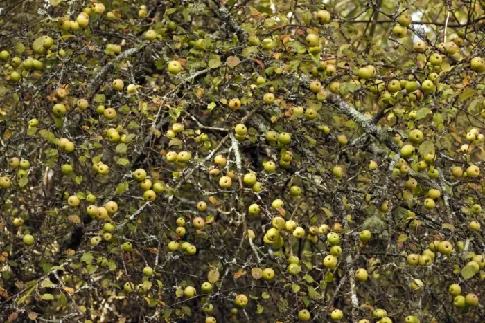 Framed Print : Wild Crab Apples - in masses on tree - New Forest in autyumn - Hampshire Framed Print : Wild Crab Apples - in masses on tree - New Forest in autyumn - Hampshire