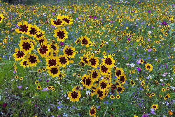 Wild and Cultivated Flowers, planted out as seed on edge of town by the council, to enhance waste ground, Hofgeismar, Hessen, Germany