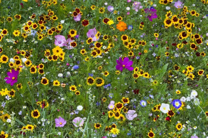 Framed Print : Wild and Cultivated Flowers, planted out as seed on edge of town by the council, to enhance waste ground, Hofgeismar, Hessen, Germany Framed Print : Wild and Cultivated Flowers, planted out as seed on edge of town by the council, to enhance waste ground, Hofgeismar, Hessen, Germany