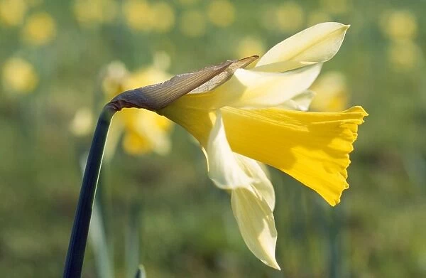 Wild Daffodil UK