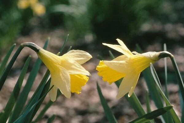Wild Daffodils In ancient woodland, Hampshire