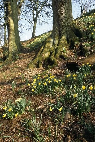 Wild Daffodils Farndale, North Yorks National Park, Yorkshire, UK