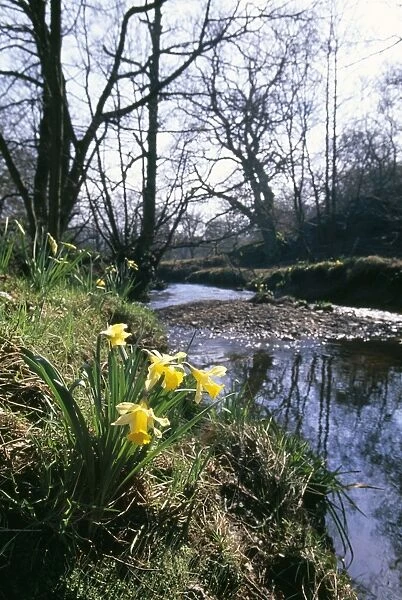 Wild Daffodils Farndale, North Yorkshire National Park, UK