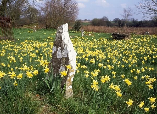 Wild Daffodils - In Holwell churchyard - North Dorset - UK