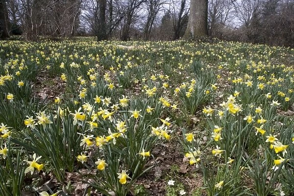 Wild daffodils (Narcissus pseudonarcissus) in huge quantity in old woods near Dymock in Gloucestershire. Shaw Common Wood (Forestry Commission), part of Dymock Woods