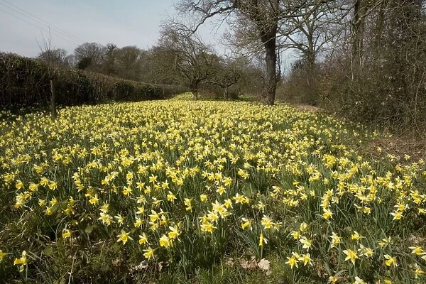 Wild daffodils (Narcissus pseudonarcissus) in huge quantity in old fields near Dymock in Gloucestershire. 'Gwen & Vera's fields' nature reserve, Gloucs Wildlife Trust. The Pleck field