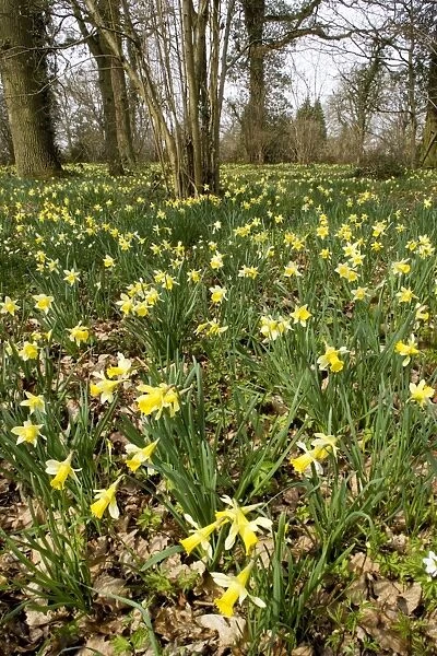 Wild daffodils (Narcissus pseudonarcissus) in huge quantity in old woods near Dymock in Gloucestershire. Shaw Common Wood (Forestry Commission), part of Dymock Woods