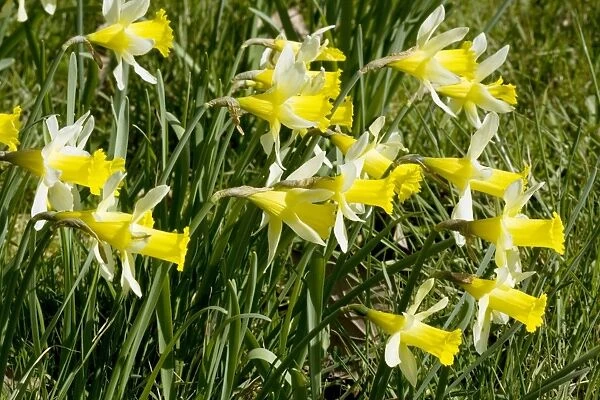 Wild daffodils. Narcissus pseudonarcissus, Gloucestershire