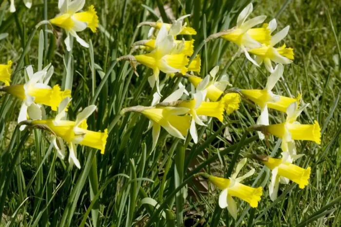 Framed Print : Wild daffodils. Narcissus pseudonarcissus, Gloucestershire Framed Print : Wild daffodils. Narcissus pseudonarcissus, Gloucestershire
