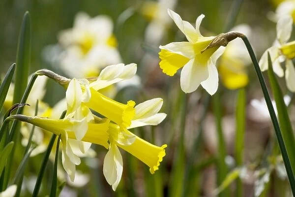 Wild daffodils, Narcissus pseudonarcissus. Gloucs