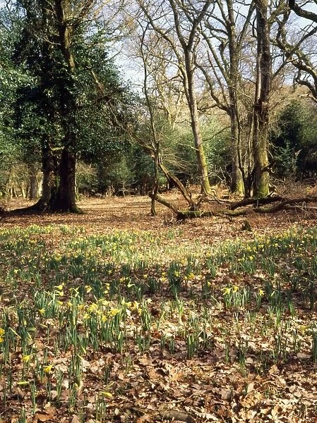 Wild Daffodils Pinnick Wood, New Forest, UK