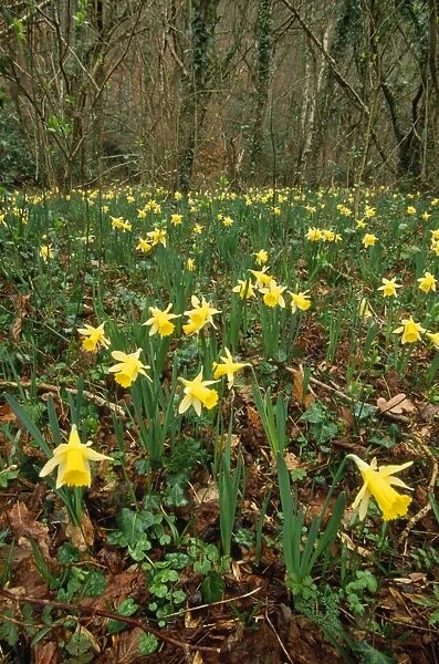 Wild Daffodils - in wood Devon, UK