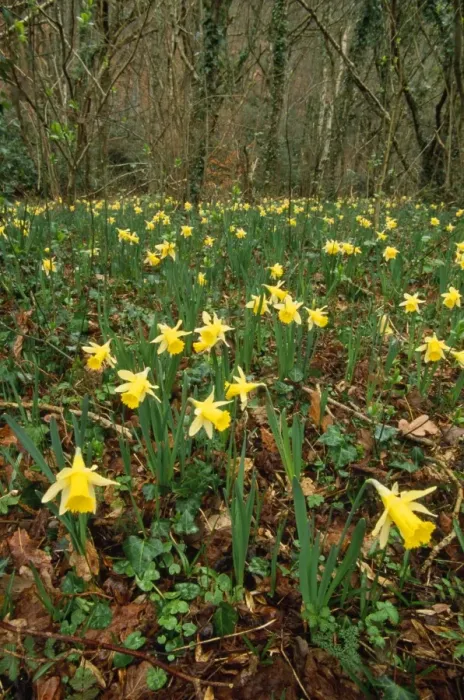 Framed Print : Wild Daffodils - in wood Devon, UK Framed Print : Wild Daffodils - in wood Devon, UK