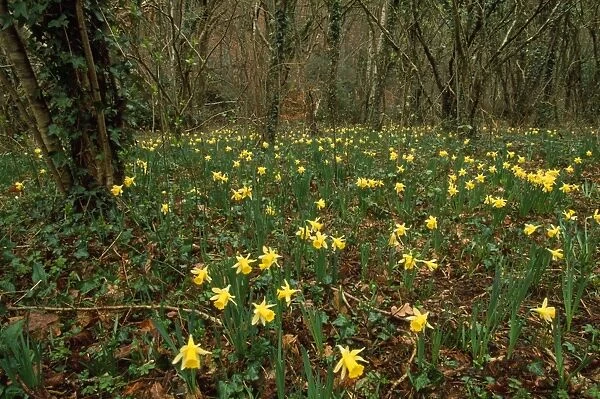 Wild Daffodils - in woodland - Devon - UK