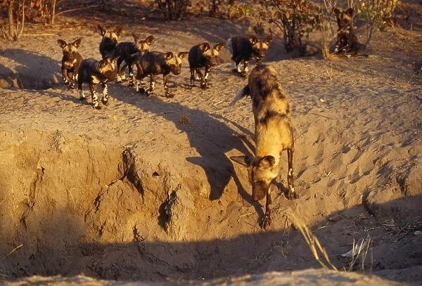 Wild Dog - alpha female inspects the new den site - followed by pups