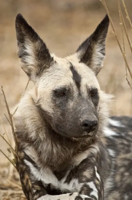 Framed Print : Wild Dog - Mashatu Game Reserve - Botswana Framed Print : Wild Dog - Mashatu Game Reserve - Botswana