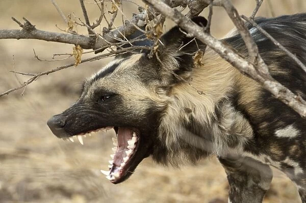Wild Dog - with mouth open snarling - Mashatu Game Reserve - Botswana