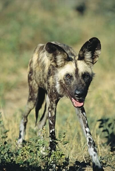 Wild Dog - Namibia