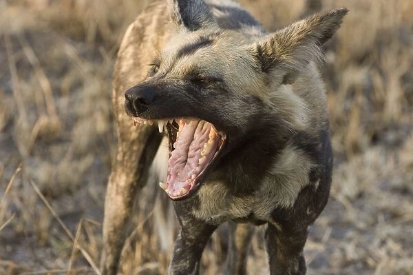 Wild dog, painted dog Portrait of a female yawning South Africa, Sabi Sabi game reserve
