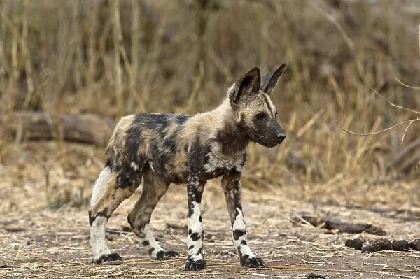 Wild Dog - pup standing - Mashatu Game Reserve - Botswana