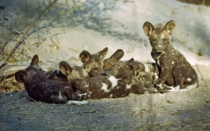 Framed Print : Wild Dog pups CRH 970 Huddle for warmth outside den - Moremi, Botswana Lycaon pictus © Chris Harvey / ardea. com Framed Print : Wild Dog pups CRH 970 Huddle for warmth outside den - Moremi, Botswana Lycaon pictus © Chris Harvey / ardea. com