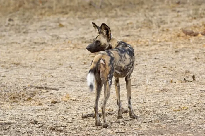 Framed Print : Wild Dog - standing looking behind - Mashatu Game Reserve - Botswana Framed Print : Wild Dog - standing looking behind - Mashatu Game Reserve - Botswana