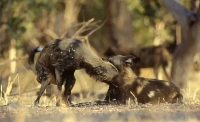 Framed Print : Wild Dogs CRH 942 Adopting subordinate posture while greeting alpha female of the pack Moremi, Botswana Lycaon pictus © Chris Harvey / ardea. com Framed Print : Wild Dogs CRH 942 Adopting subordinate posture while greeting alpha female of the pack Moremi, Botswana Lycaon pictus © Chris Harvey / ardea. com