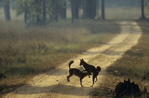 Wild Dogs  /  Dholes - playing, Kanha National Park, India