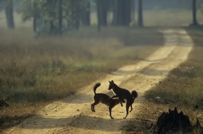 Framed Print : Wild Dogs / Dholes - playing, Kanha National Park, India Framed Print : Wild Dogs / Dholes - playing, Kanha National Park, India