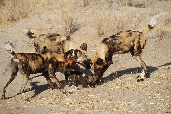 Wild Dogs - pup greeted with enthusiasm by excited adults, Botswana, Africa