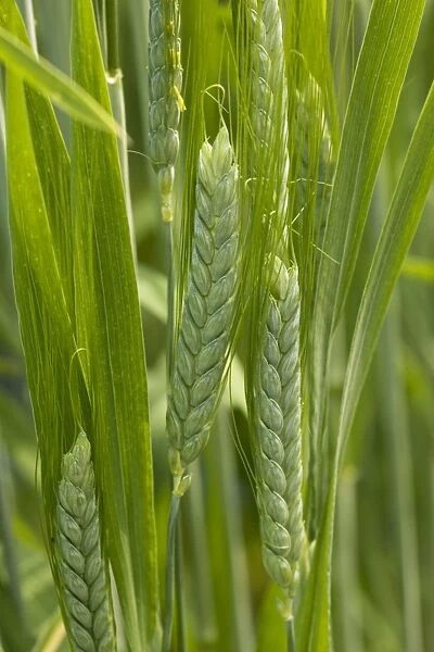 Wild Emmer wheat (Triticum dicoccoides), a fore-runner of modern wheat. In cultivation