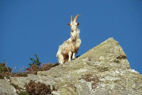 Wild (feral) goat - Carradale Bay Mull of Kintyre Scotland, UK