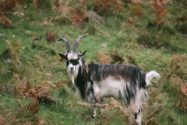 Wild  /  Feral Goat LBO 0778 Galloway, Scotland © Ian Beames  /  ARDEA LONDON