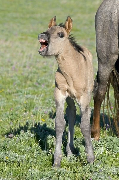 Wild  /  Feral Horse - colt with mouth open - Western U. S. - Summer _D3C4783
