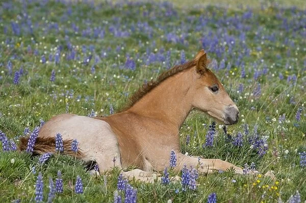 Wild  /  Feral Horse - colt resting among wildflowers - Western U. S. - Summer _D3C9723