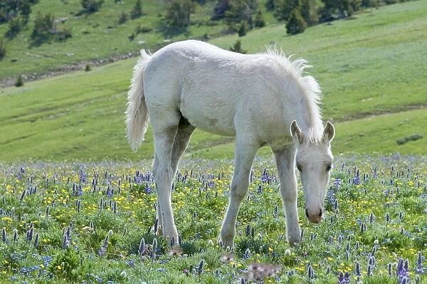 Wild  /  Feral Horse - colt - Western U. S. - Summer _D3C6981